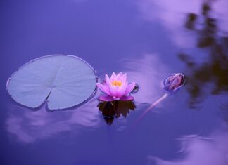 Czy istnieje jeszcze Lotos?